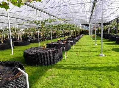 懷化共享農業新篇章 葡萄免費吃三年，智能管理引領未來